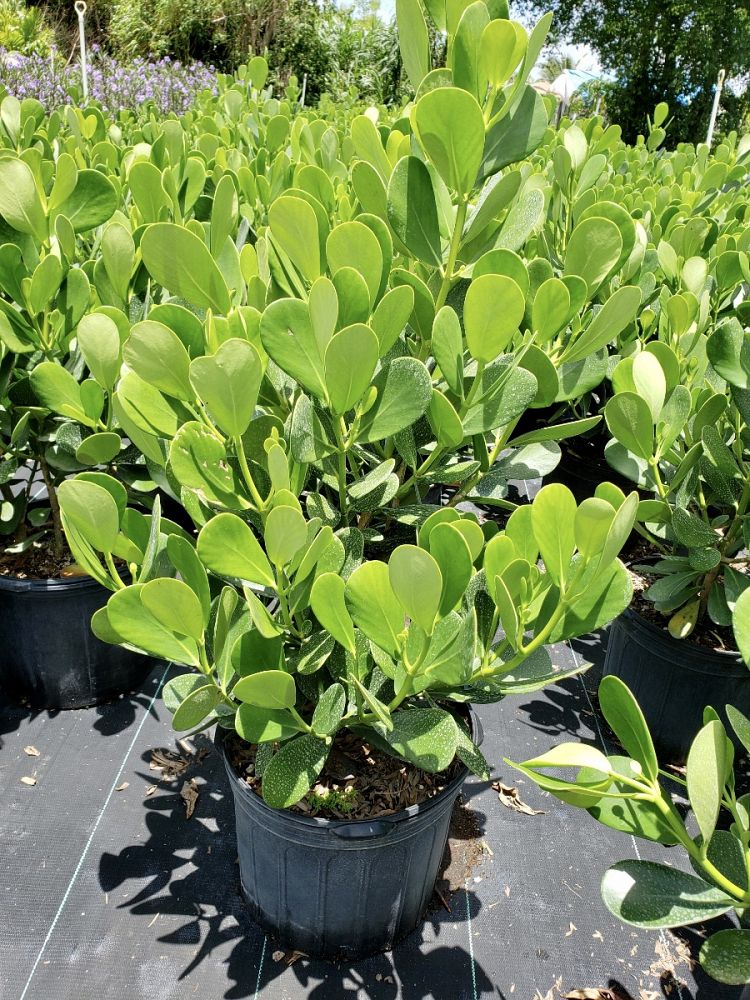 clusia-guttifera-small-leaf-clusia