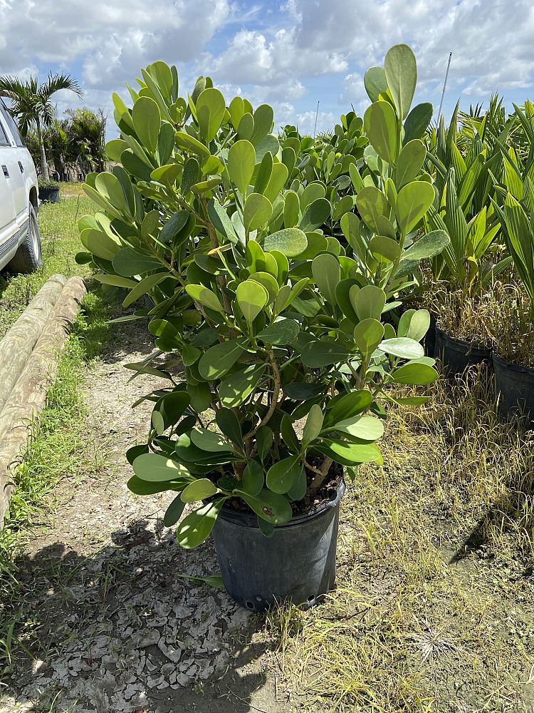 clusia-guttifera-small-leaf-clusia