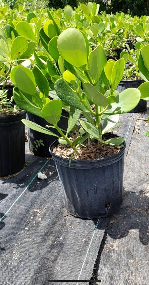 clusia-guttifera-small-leaf-clusia