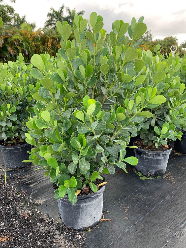 clusia-guttifera-small-leaf-clusia