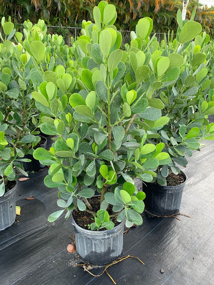 clusia-guttifera-small-leaf-clusia