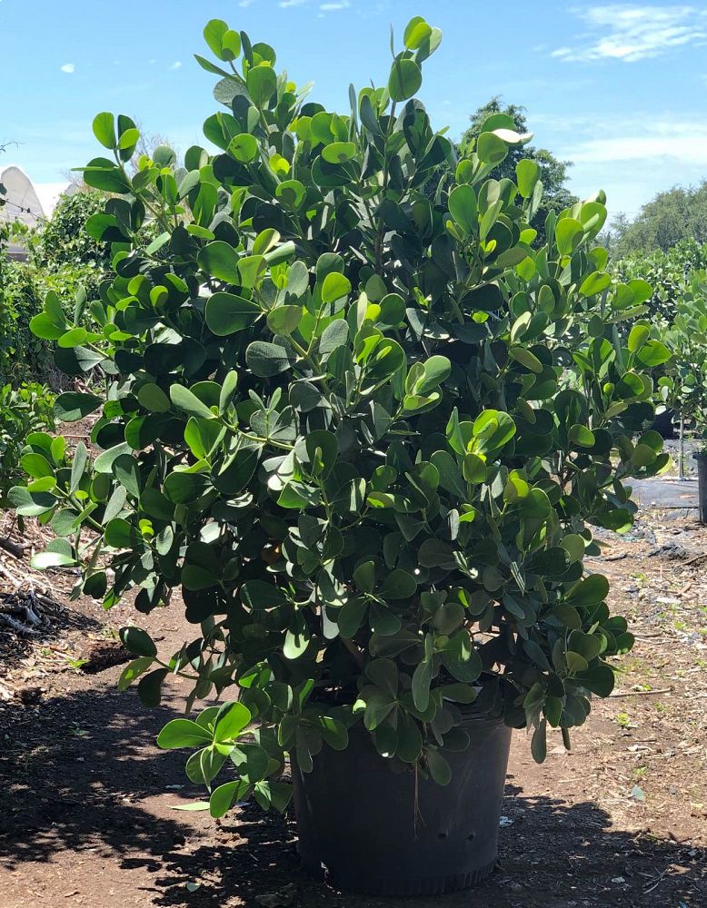 clusia-guttifera-small-leaf-clusia