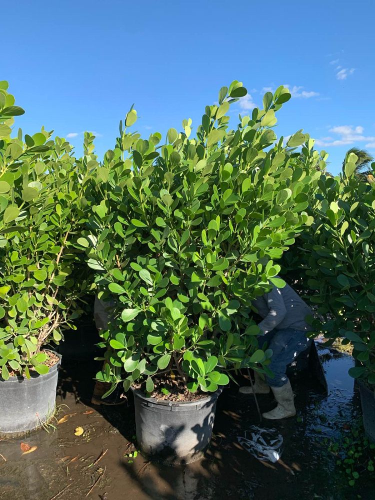 clusia-guttifera-small-leaf-clusia