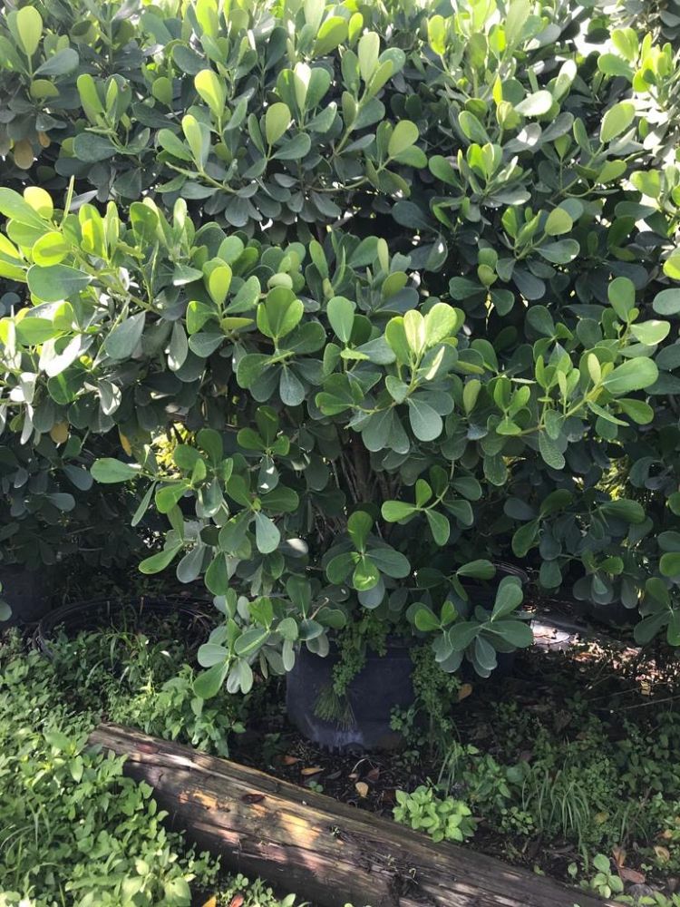 clusia-guttifera-small-leaf-clusia
