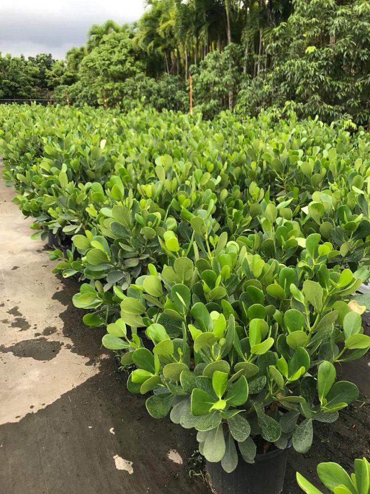 clusia-guttifera-small-leaf-clusia