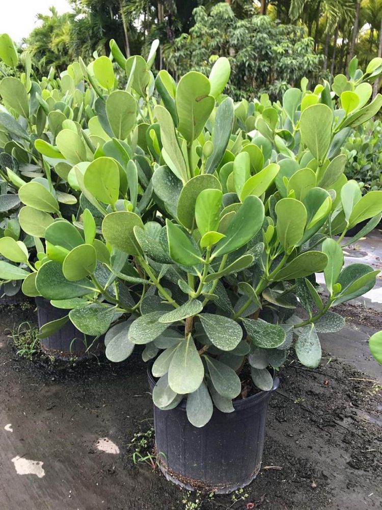 clusia-guttifera-small-leaf-clusia