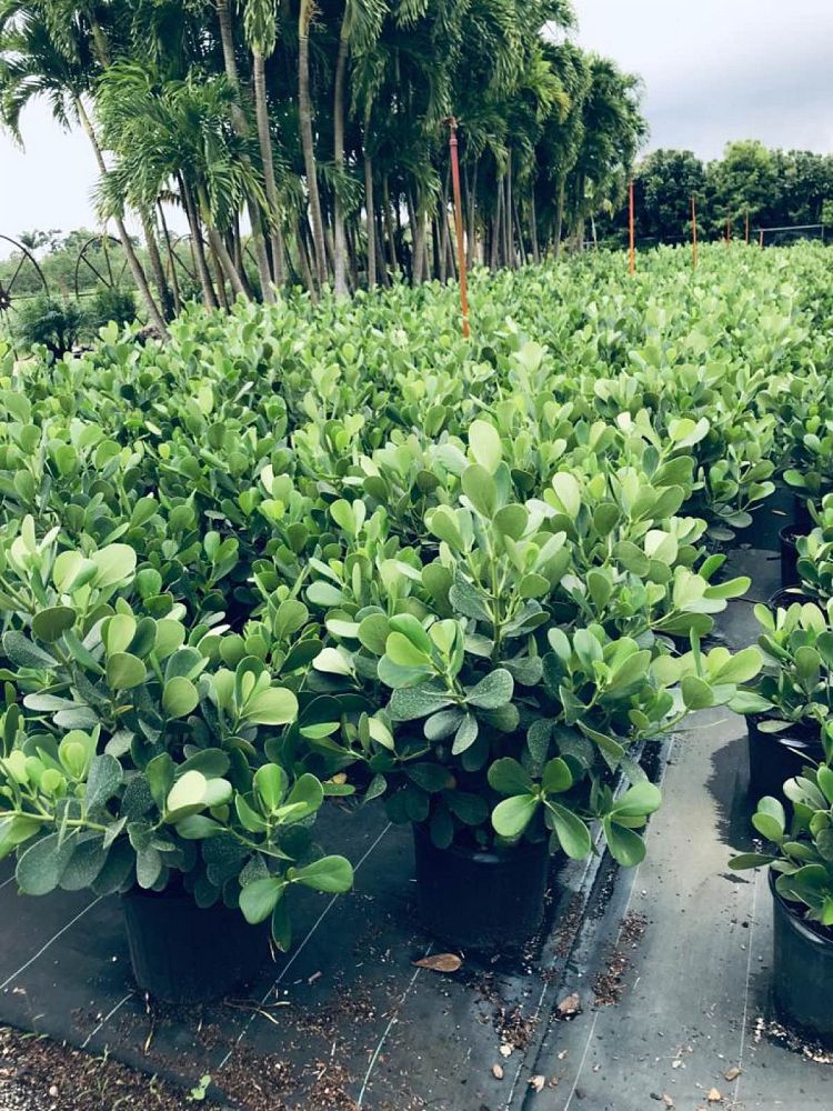 clusia-guttifera-small-leaf-clusia