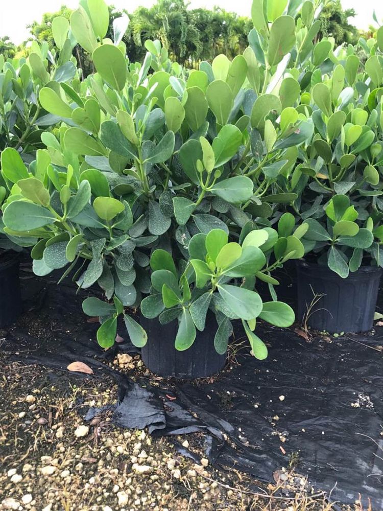 clusia-guttifera-small-leaf-clusia
