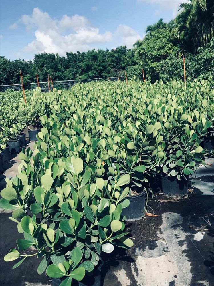 clusia-guttifera-small-leaf-clusia