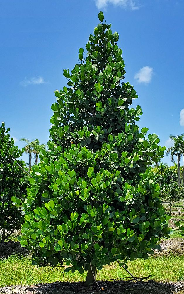 clusia-guttifera-small-leaf-clusia