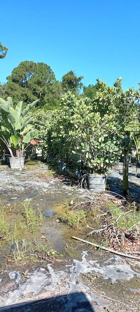 clusia-guttifera-small-leaf-clusia