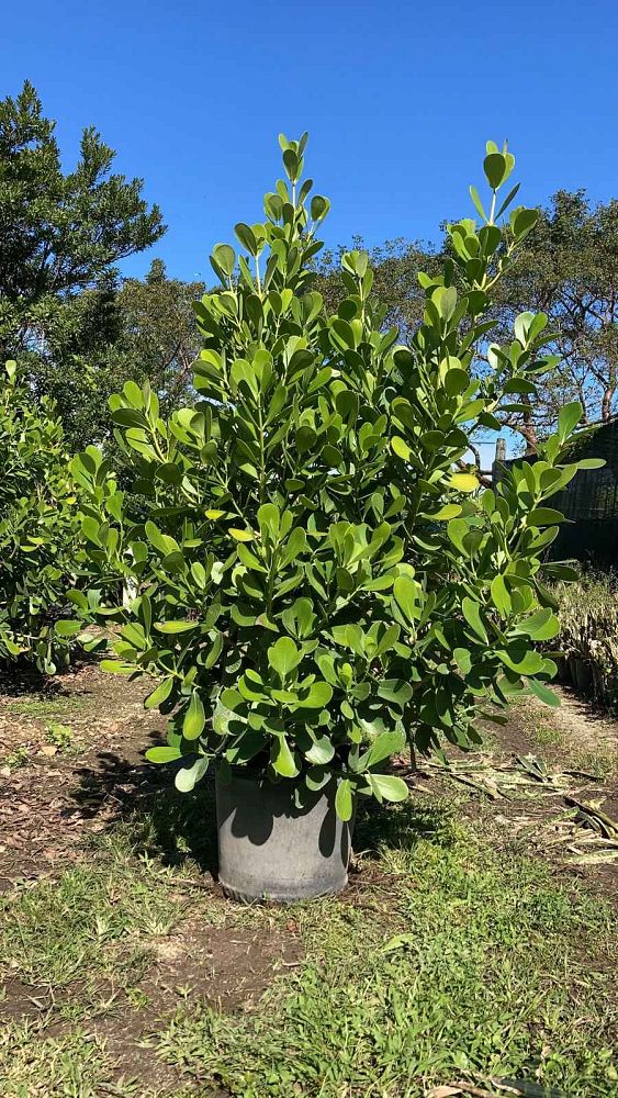 clusia-guttifera-small-leaf-clusia
