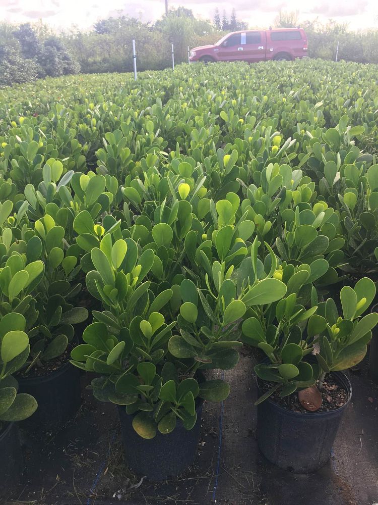 clusia-guttifera-small-leaf-clusia