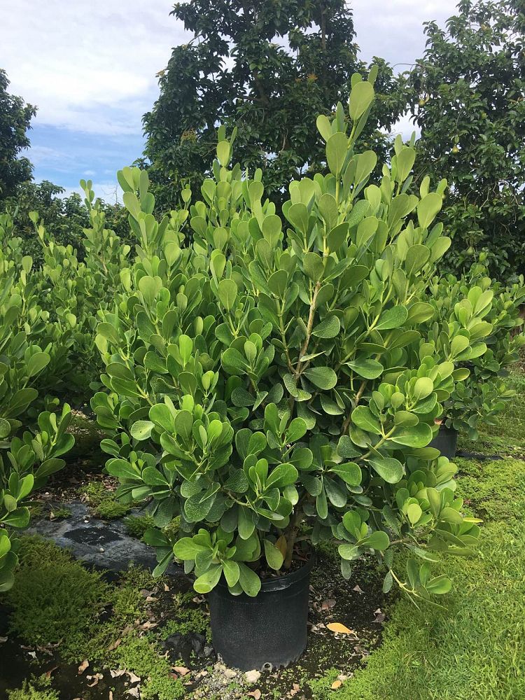 clusia-guttifera-small-leaf-clusia