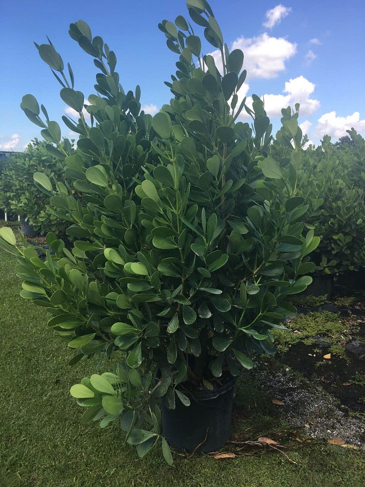clusia-guttifera-small-leaf-clusia