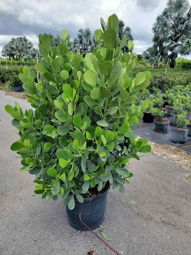 clusia-guttifera-small-leaf-clusia