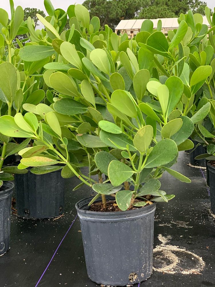 clusia-guttifera-small-leaf-clusia