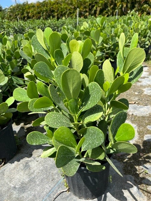 clusia-guttifera-small-leaf-clusia