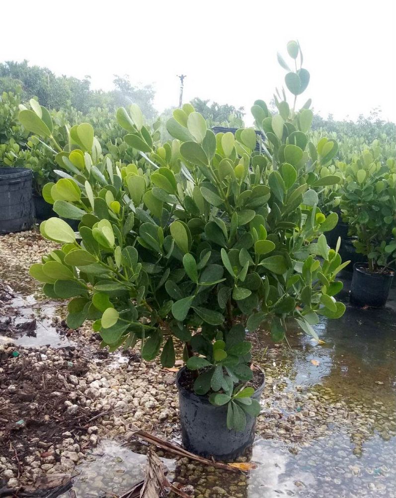 clusia-guttifera-small-leaf-clusia