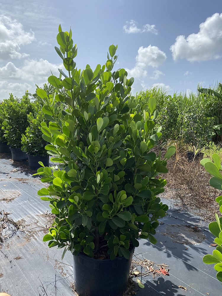 clusia-guttifera-small-leaf-clusia