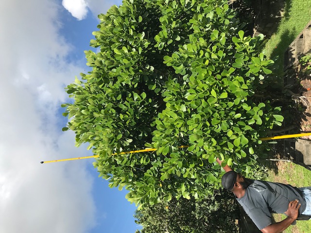 clusia-guttifera-small-leaf-clusia