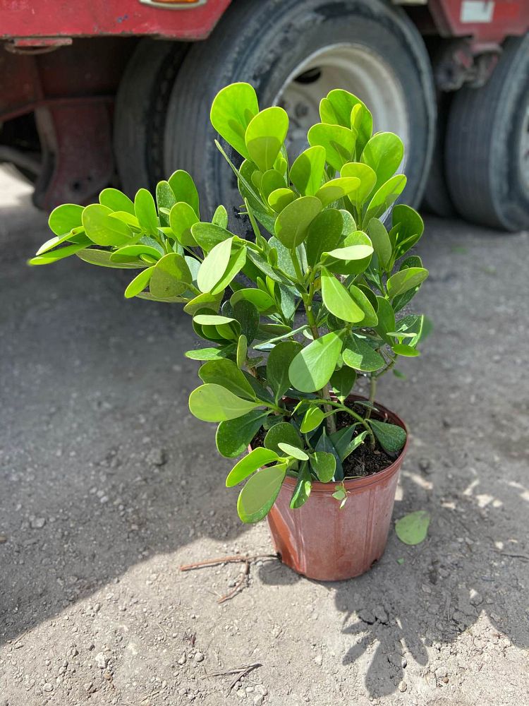 clusia-guttifera-small-leaf-clusia