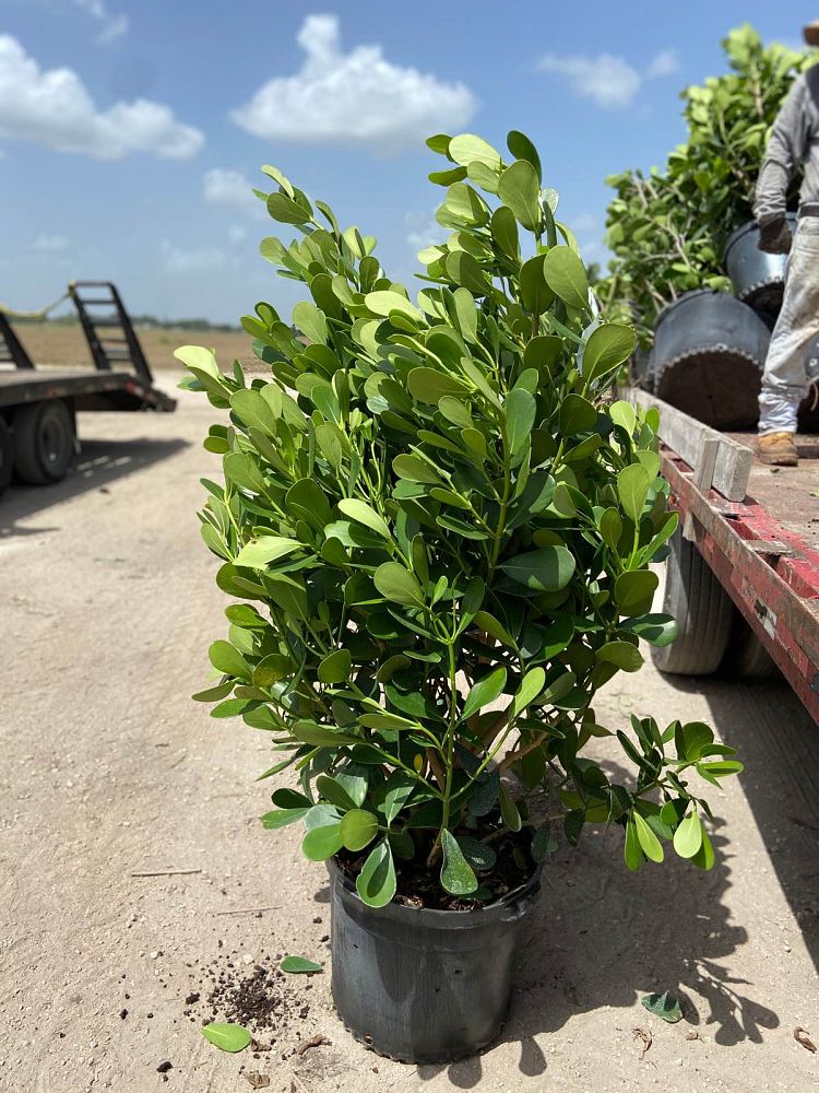 clusia-guttifera-small-leaf-clusia