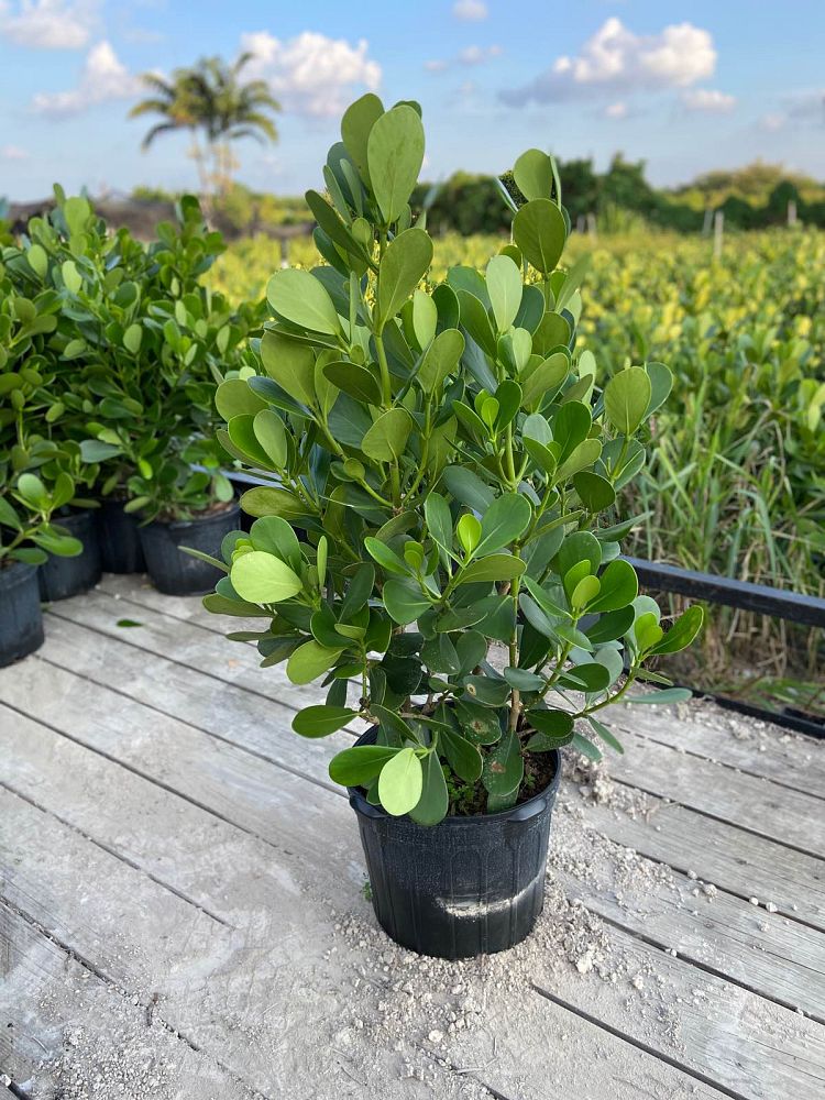 clusia-guttifera-small-leaf-clusia