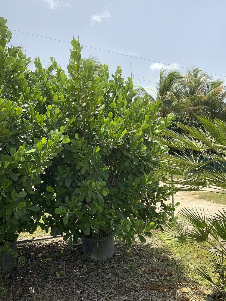 clusia-guttifera-small-leaf-clusia