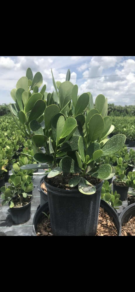 clusia-guttifera-small-leaf-clusia