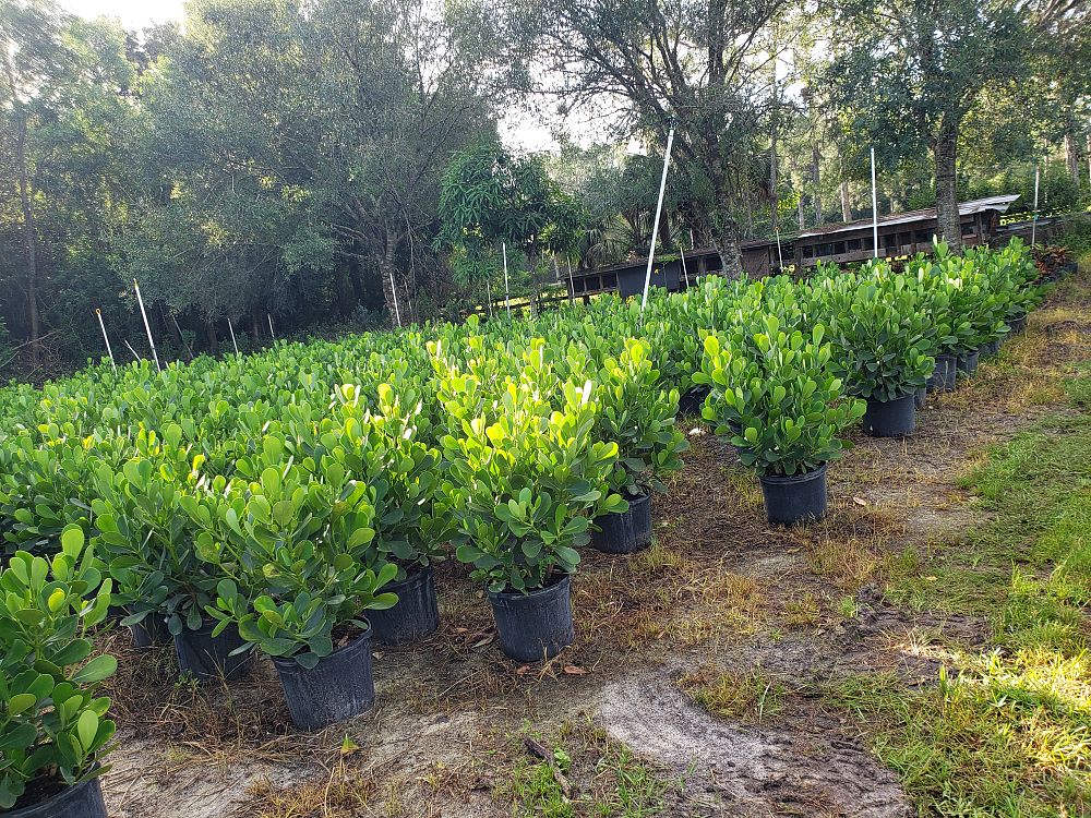 clusia-guttifera-small-leaf-clusia