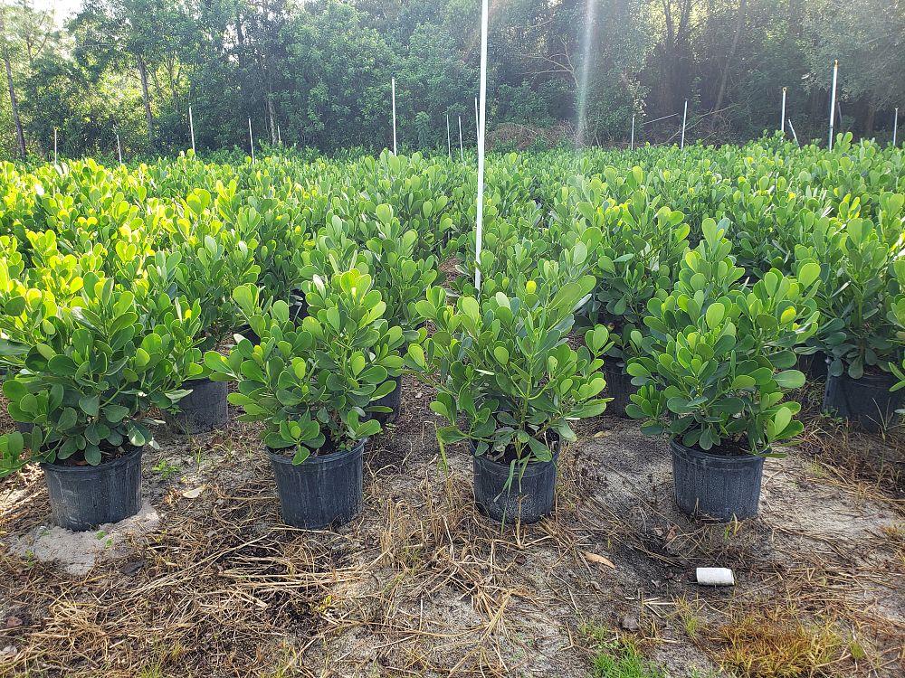 clusia-guttifera-small-leaf-clusia