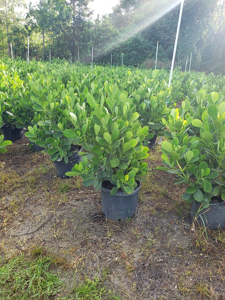 clusia-guttifera-small-leaf-clusia