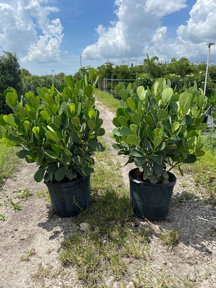 clusia-guttifera-small-leaf-clusia