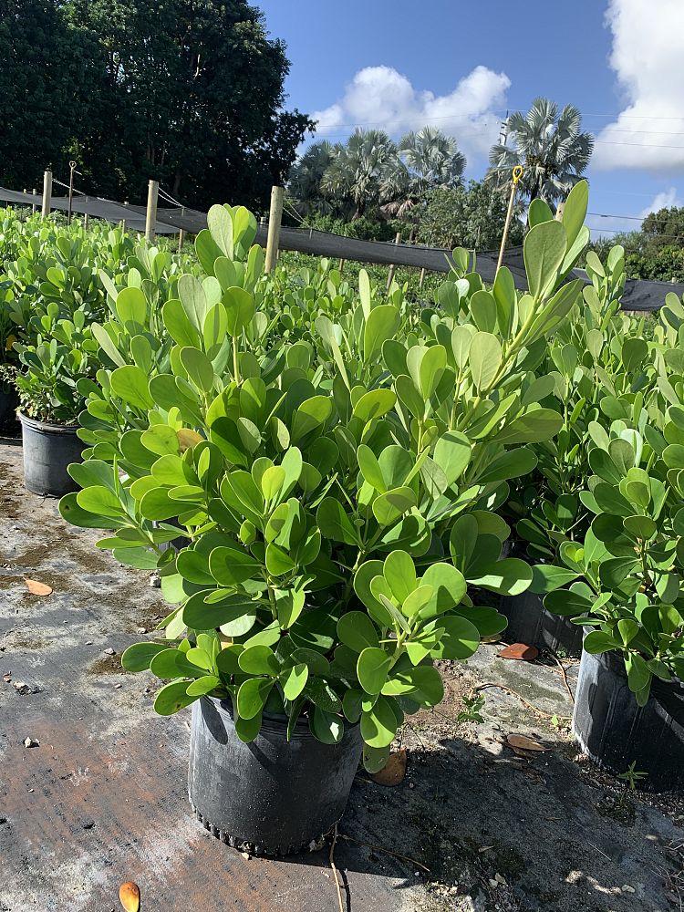 clusia-guttifera-small-leaf-clusia