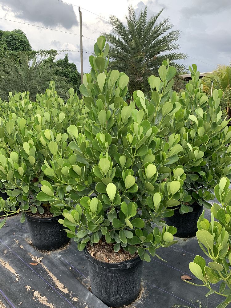 clusia-guttifera-small-leaf-clusia