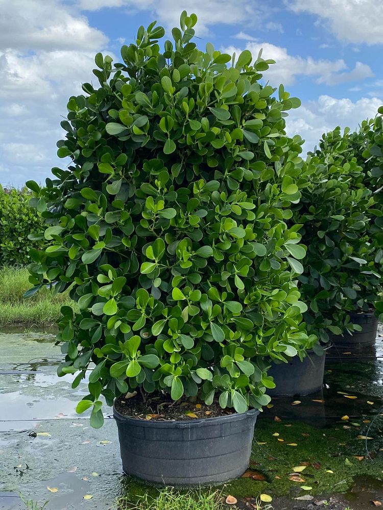 clusia-guttifera-small-leaf-clusia