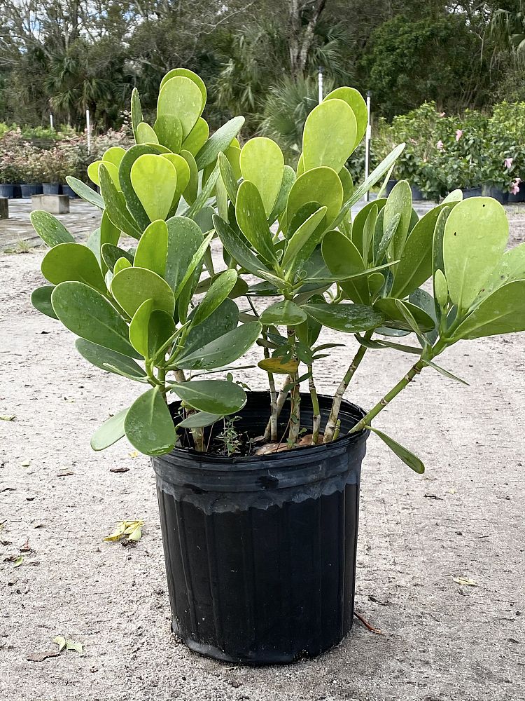 clusia-guttifera-small-leaf-clusia