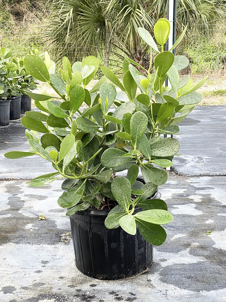 clusia-guttifera-small-leaf-clusia
