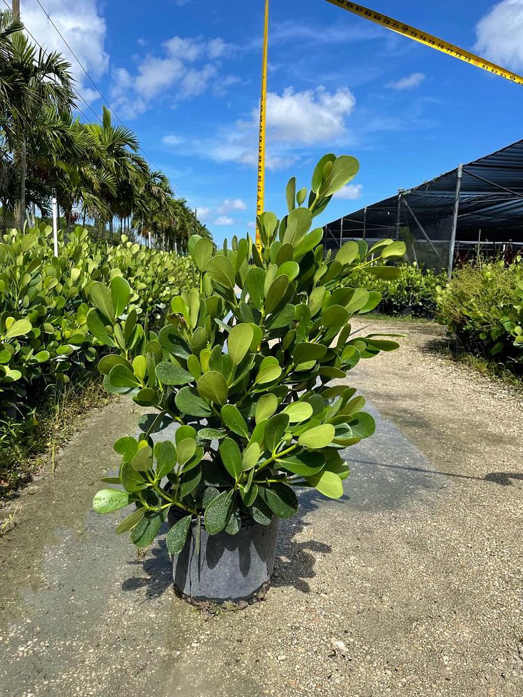 clusia-guttifera-small-leaf-clusia