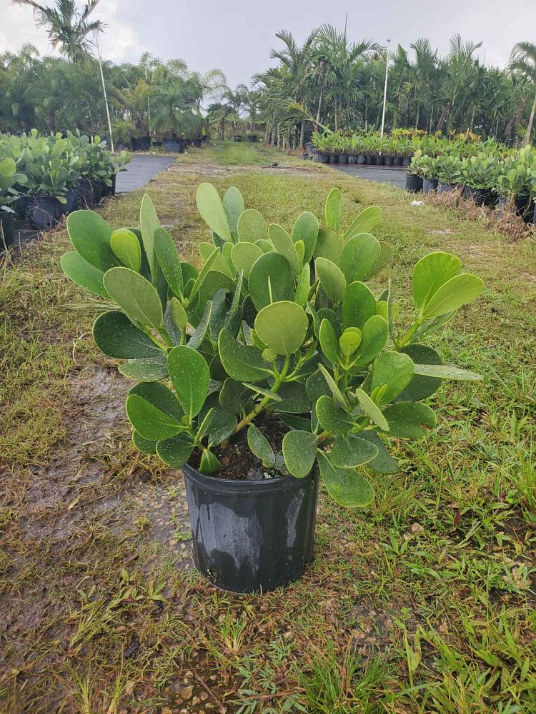 clusia-guttifera-small-leaf-clusia