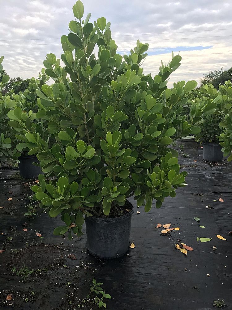 clusia-guttifera-small-leaf-clusia