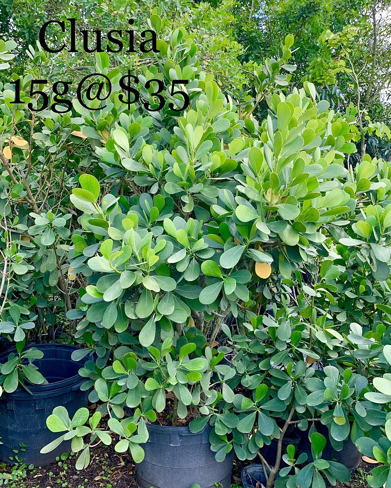 clusia-guttifera-small-leaf-clusia
