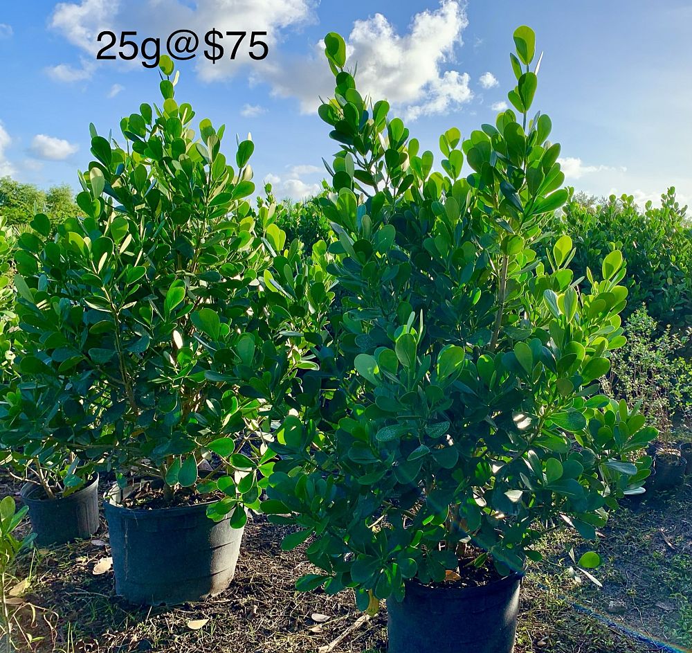 clusia-guttifera-small-leaf-clusia