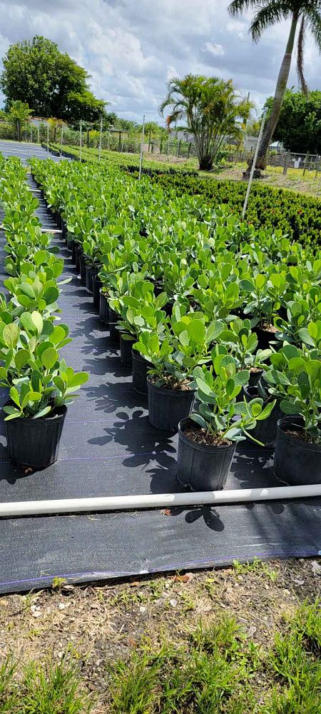 clusia-guttifera-small-leaf-clusia