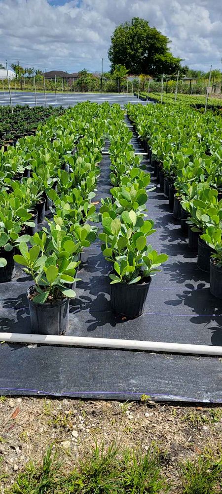 clusia-guttifera-small-leaf-clusia