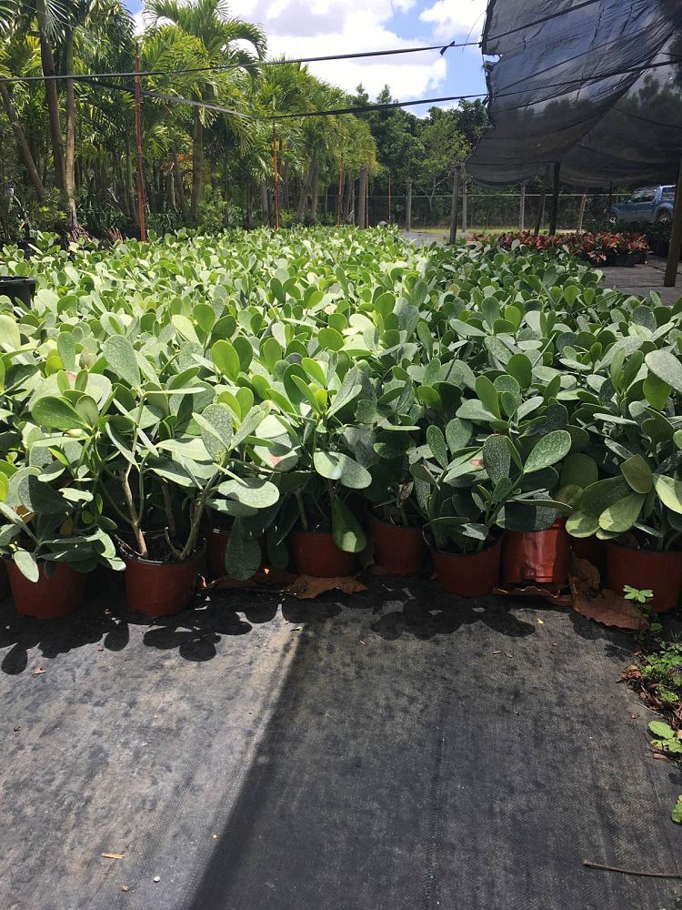 clusia-guttifera-small-leaf-clusia