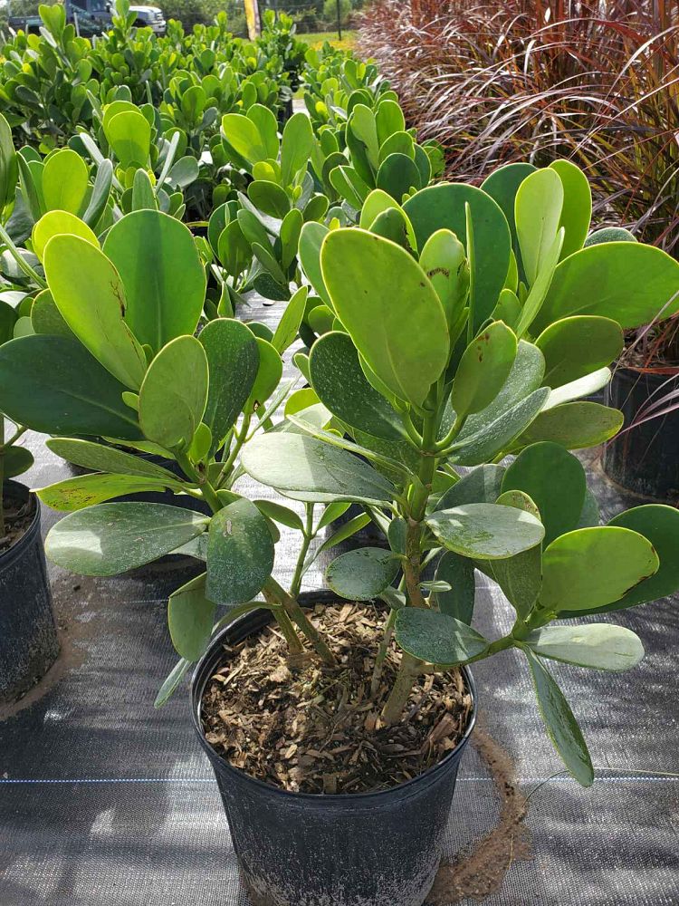 clusia-guttifera-small-leaf-clusia