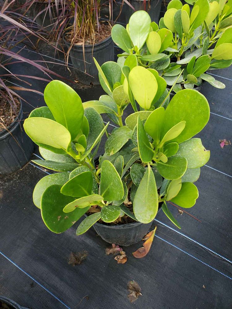 clusia-guttifera-small-leaf-clusia