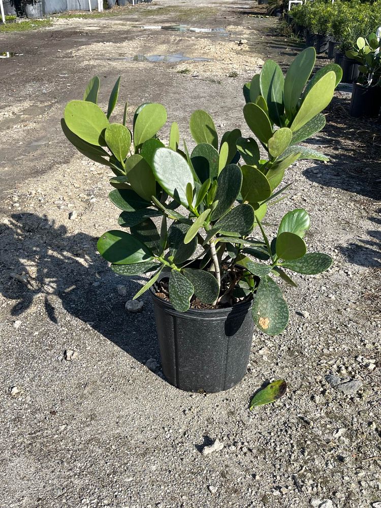 clusia-guttifera-small-leaf-clusia